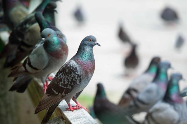 Depigeonnage à Boitron